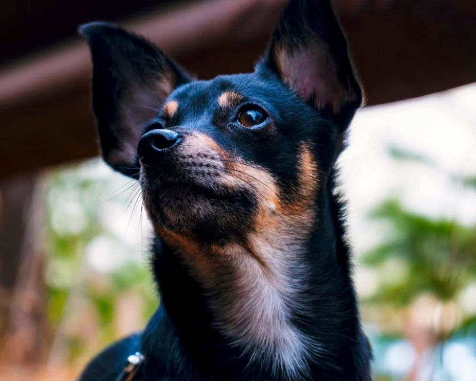 Vet Near Me Edmonds, WA 98020 EdmondsWestgate Veterinary Hospital