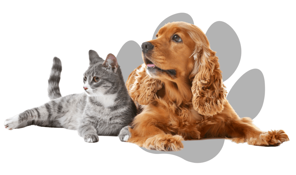 Quality Veterinary Services