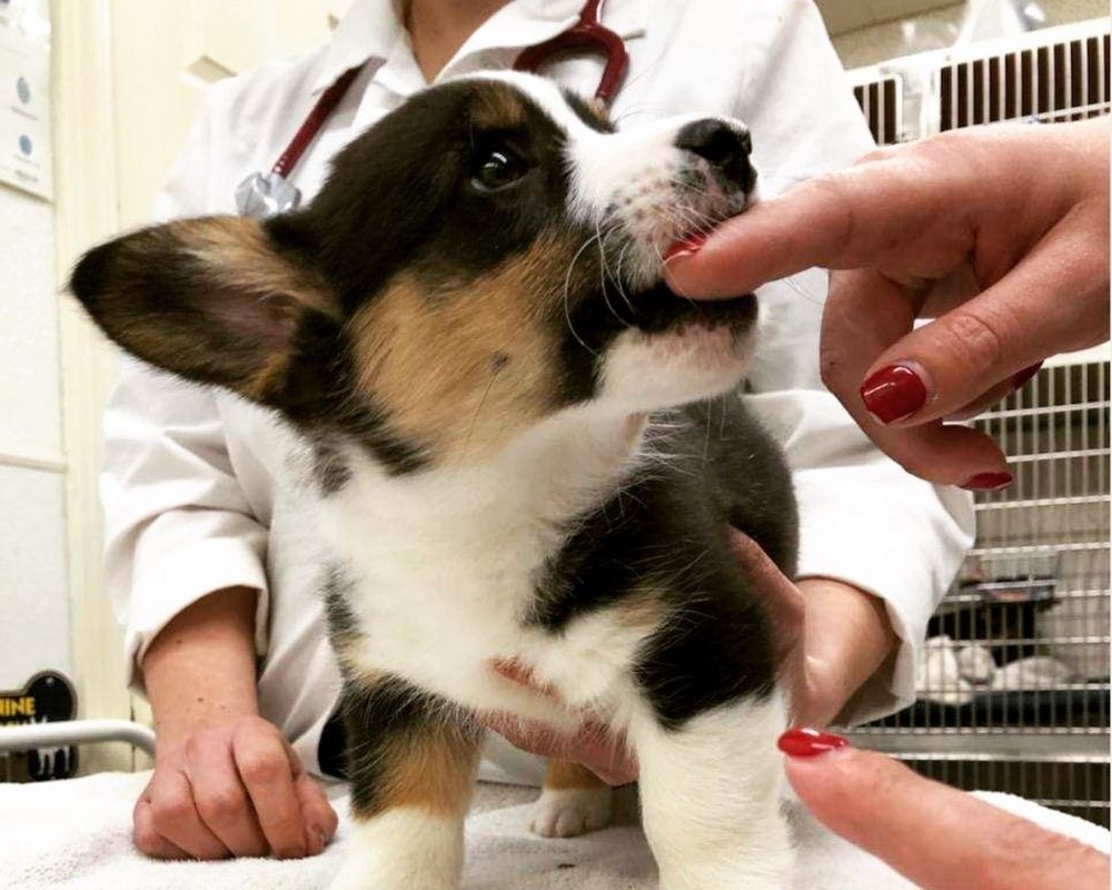 veterinary services puppy