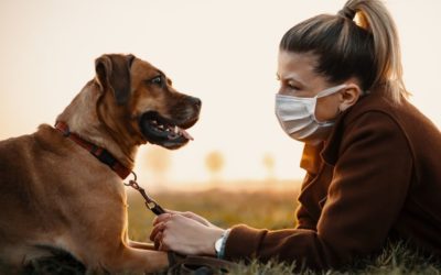 What Do I Need to Know About Covid-19 and My Pets?