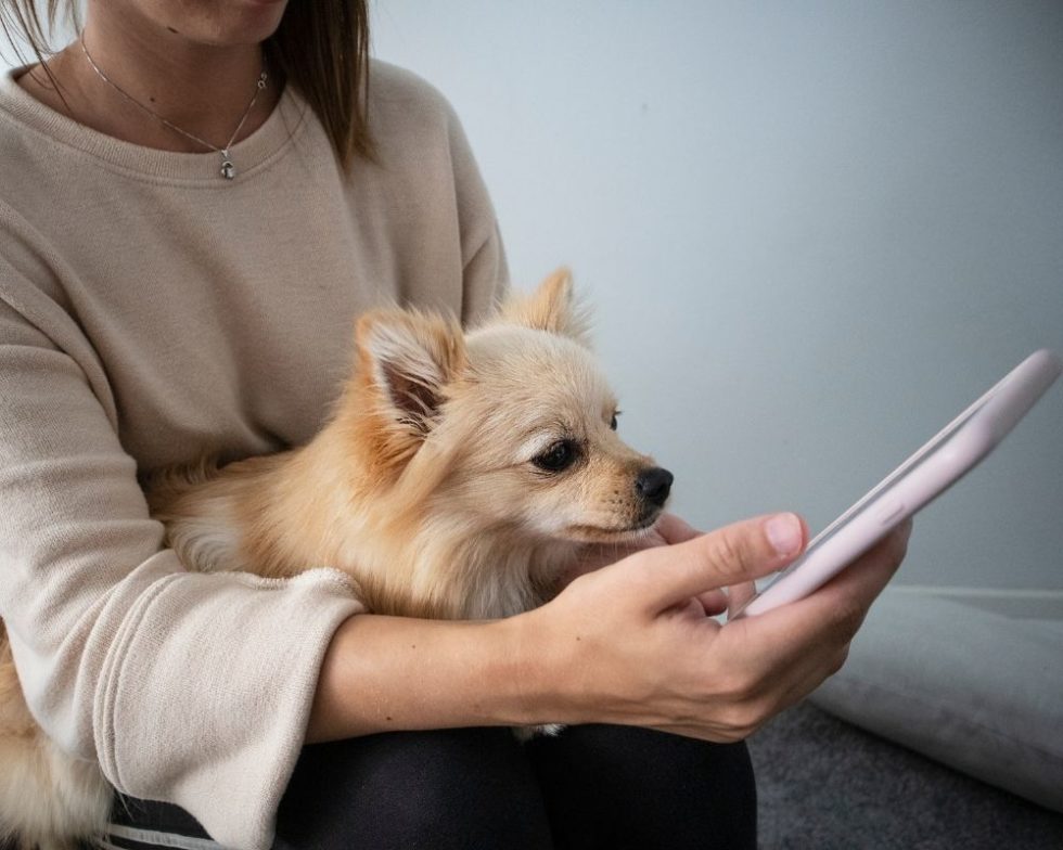 Pet App In Edmonds, WA EdmondsWestgate Veterinary Hospital