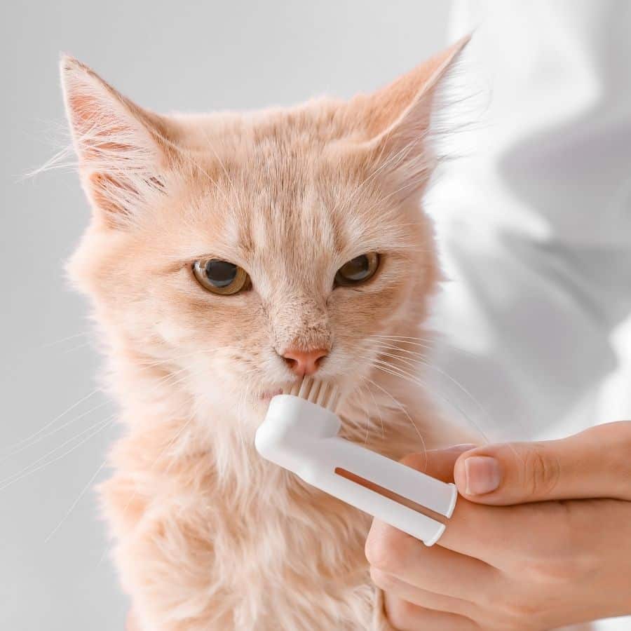 a person gently holds a toothbrush towards a cat
