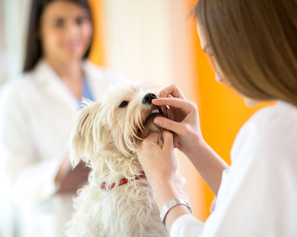 a person checking a dog's teeth